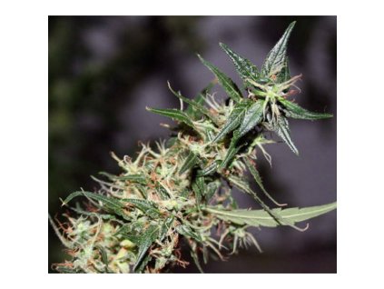 Mr. Nice Seeds Mango Haze (Balení 18 ks)