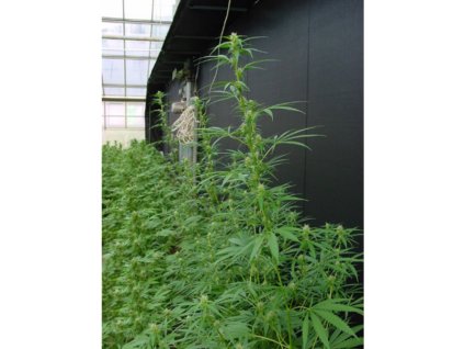 76185 mr nice seeds neville s haze x mango