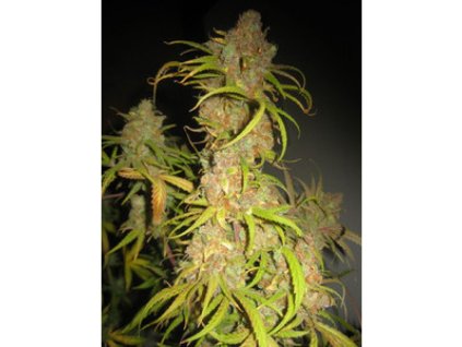 76191 mr nice seeds nl5 x afghan