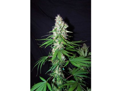 76206 mr nice seeds ortega