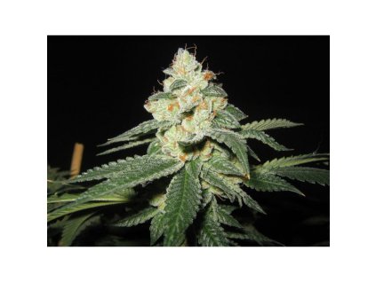 76221 mr nice seeds shark shock