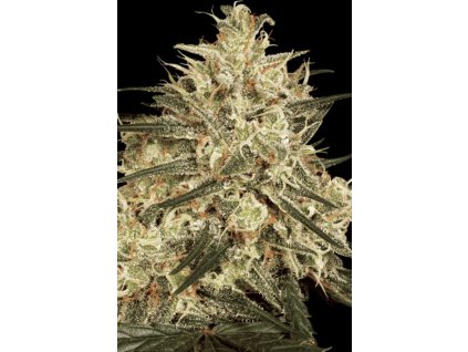 76242 paradise seeds atomical haze feminized