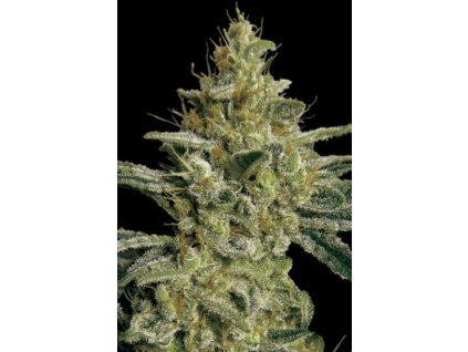76248 paradise seeds allkush feminized