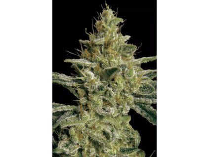 76251 paradise seeds allkush regulerni