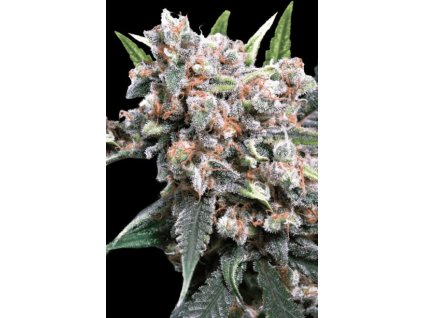 76266 paradise seeds auto wappa feminized autoflowering