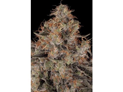76275 paradise seeds chong s choice blue kush berry feminized