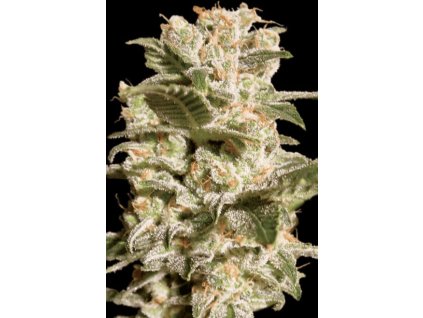 Paradise Seeds Belladonna, feminized (Balení 5 ks)