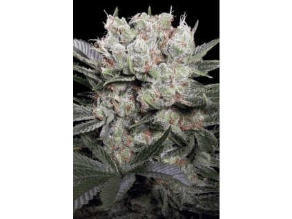 Paradise Seeds Californian Gold, feminized (Balení 10 ks)