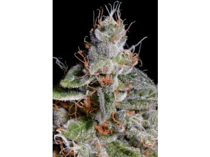 76290 paradise seeds original cheese feminized