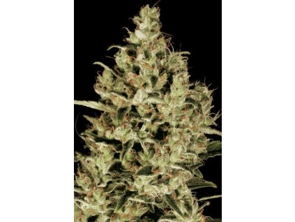 76299 paradise seeds delahaze feminized