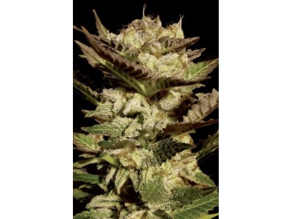 76305 paradise seeds durga mata feminized