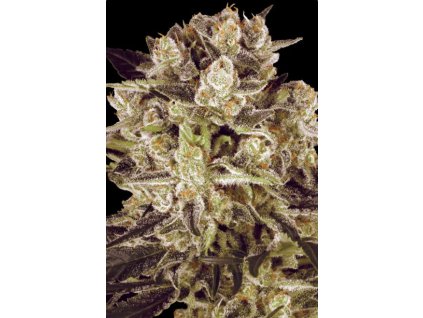 76308 paradise seeds durga mata ii cbd feminized
