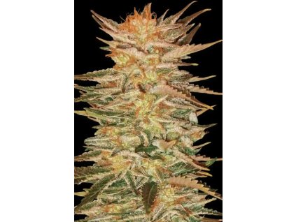76311 paradise seeds icecream feminized