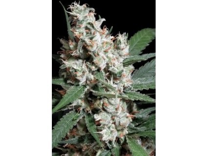 76320 paradise seeds chong s choice l a amnesia feminized