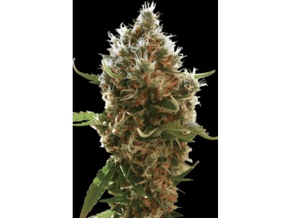 76323 paradise seeds lucid bolt feminized
