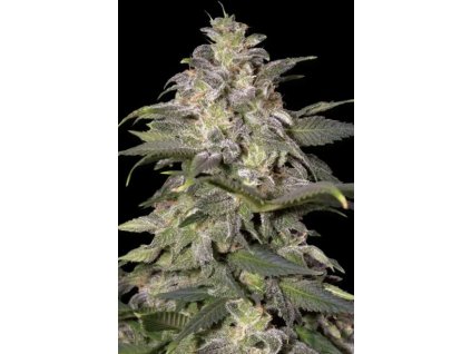 76326 paradise seeds magic bud feminizovana
