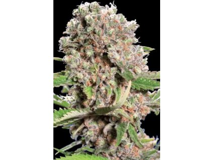 76332 paradise seeds chong s choice mendocino skunk feminized