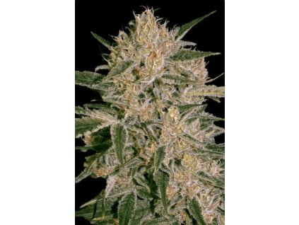 76335 paradise seeds nebula ii cbd feminized