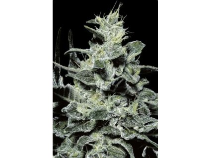 76338 paradise seeds nebula feminized