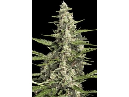 76347 paradise seeds pandora feminized autoflowering