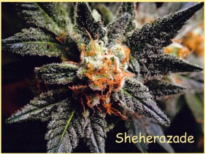 76350 paradise seeds sheherazade feminizovana