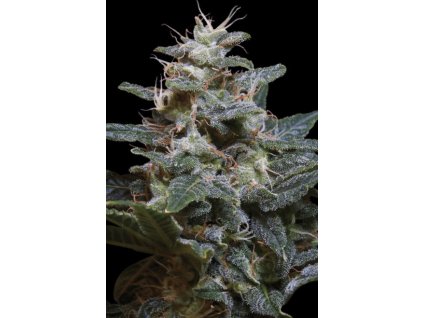 76359 paradise seeds sweet purple feminized