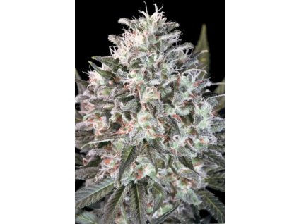76365 paradise seeds space cookies feminized