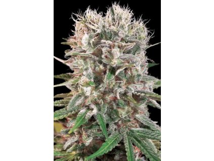 76380 paradise seeds wappa feminized