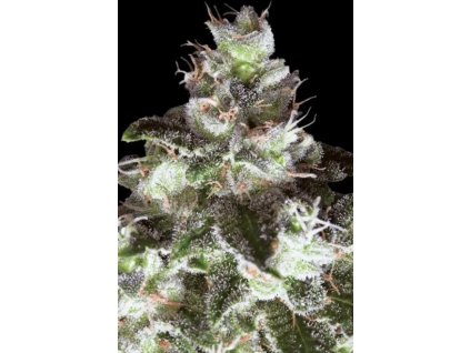76386 paradise seeds original white widow feminized