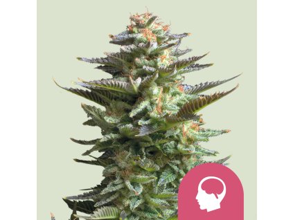 76389 royal queen seeds amnesia haze feminized