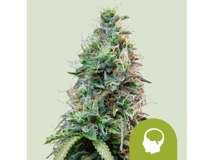 76392 royal queen seeds amnesia haze automatic feminized autoflowering