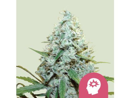 76395 royal queen seeds amg feminized