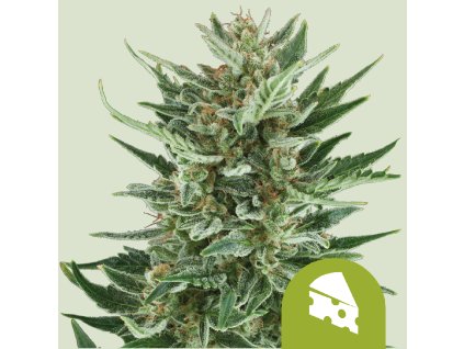 76404 royal queen seeds blue cheese automatic feminized autoflowering