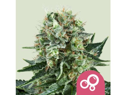 76410 royal queen seeds bubble kush feminized