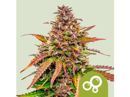 76413 royal queen seeds bubble kush automatic feminized autoflowering