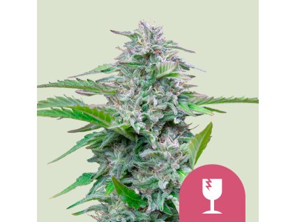 76419 royal queen seeds critical feminized