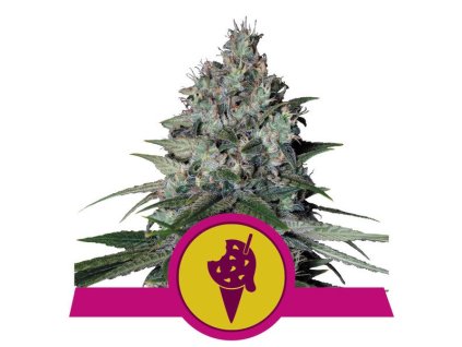 76422 royal queen seeds cookies gelato feminized
