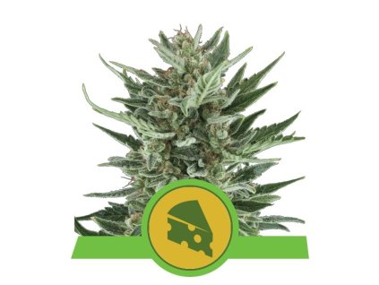 76425 royal queen seeds royal cheese automatic feminized autoflowering