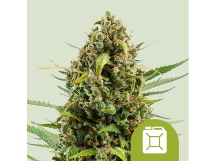 76437 royal queen seeds diesel automatic feminized autoflowering
