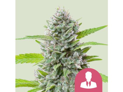 76443 royal queen seeds el patron feminized
