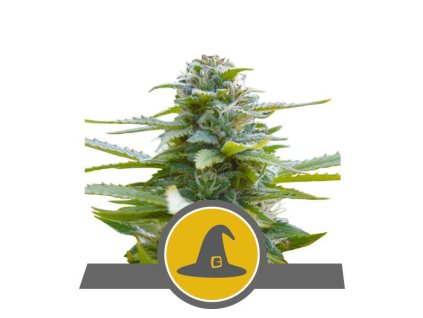 76449 royal queen seeds exotic witch regular