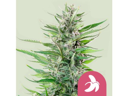 76452 royal queen seeds fat banana feminized