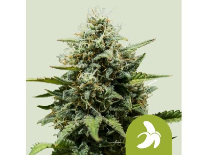 76455 royal queen seeds fat banana automatic feminized autoflowering
