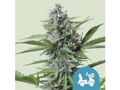 76458 royal queen seeds fast eddy automatic cbd feminized autoflowering