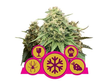 76461 royal queen seeds feminizovana mix feminizovana