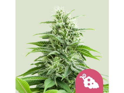 76464 royal queen seeds fruit spirit feminized
