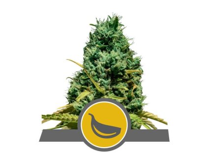 76473 royal queen seeds garlic mist regular