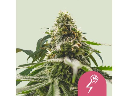 76476 royal queen seeds green crack punch feminized
