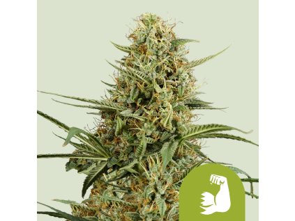 76482 royal queen seeds hulkberry automatic feminized autoflowering
