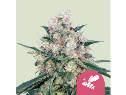 76485 royal queen seeds honey cream fast feminized fast